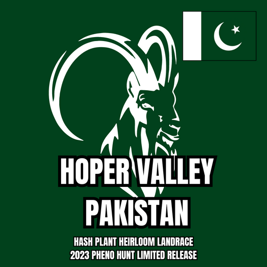 Hoper Valley Hash Plant Heirloom Landrace. Landrace Genetics 2023 Pakistan Landrace Pheno Hunt Limited Release - 10 Regular Seeds