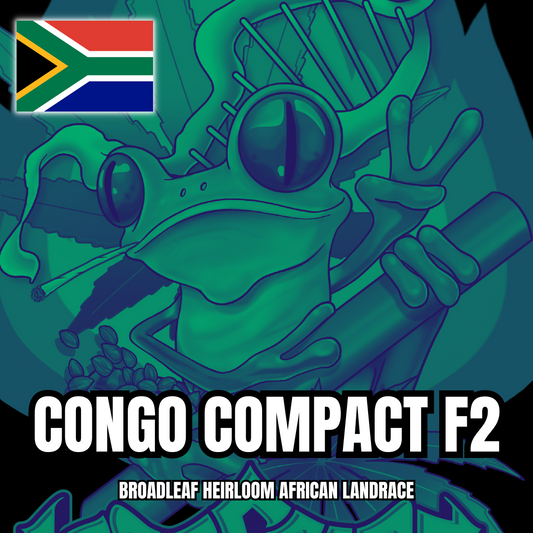 Congo Compact F2 Broadleaf Heirloom African Landrace Leap Frog Genetics South Africa - 8 Regular Seeds