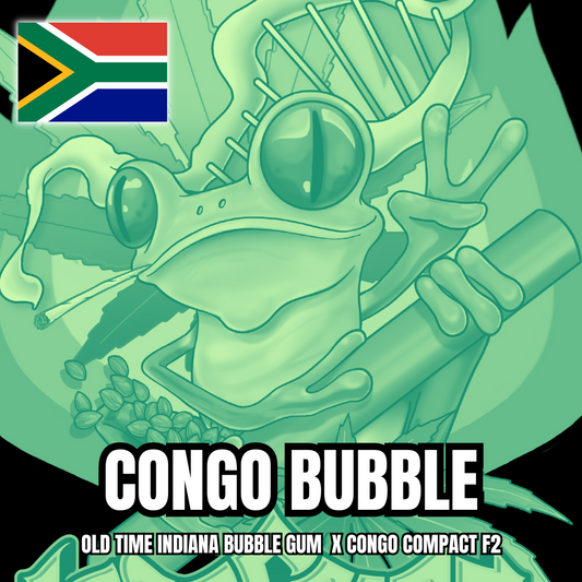 Congo Bubble Leap Frog Genetics South Africa - 8 Regular Seeds