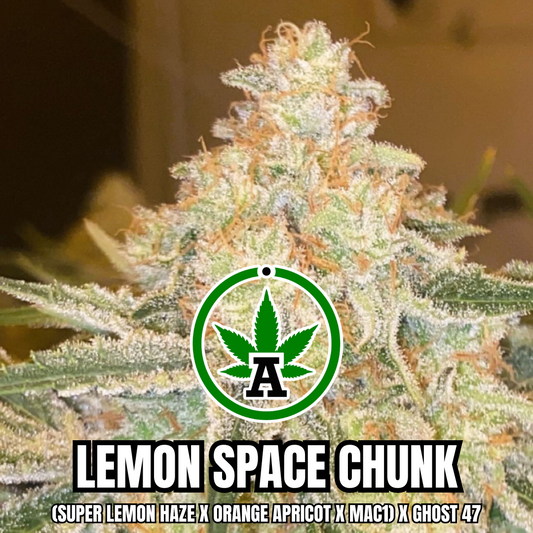 Lemon Space Chunk Aphelion Seed Vault New Mexico - 10 Regular Seeds