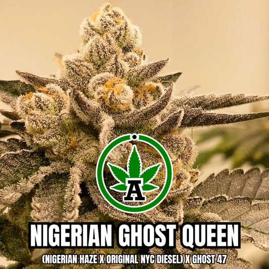 Nigerian Ghost Queen Aphelion Seed Vault New Mexico - 10 Regular Seeds