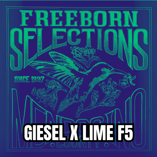 Giesel x Lime F5 - Freeborn Selections - 10 Regular Seeds
