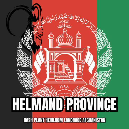 Helmand Province Afghan Kush Landrace - Landrace Genetics - 16 Regular Seeds