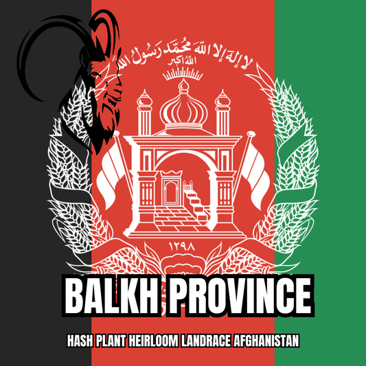 Balkh Province Afghan Kush Landrace - Landrace Genetics - 10 Regular Seeds