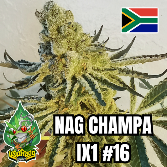Nag Champa Rose F2 Leap Frog Genetics South Africa - 20 Regular Seeds