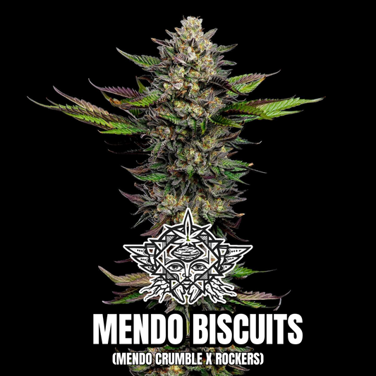 Mendo Biscuits  - Higher Heights Mendocino - 10 Regular Seeds