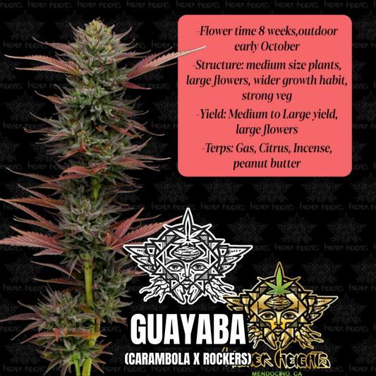 Guayaba  - Higher Heights Mendocino - 10 Regular Seeds