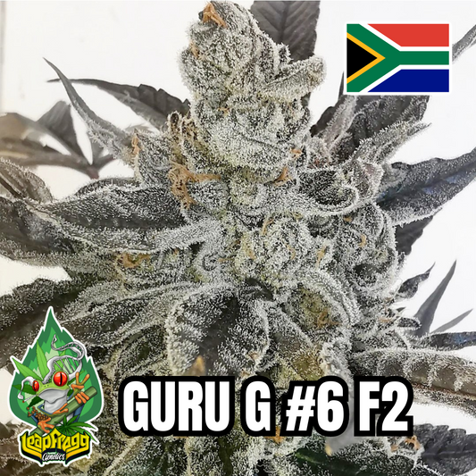 Guru G F2 Leap Frog Genetics South Africa - 20 Regular Seeds