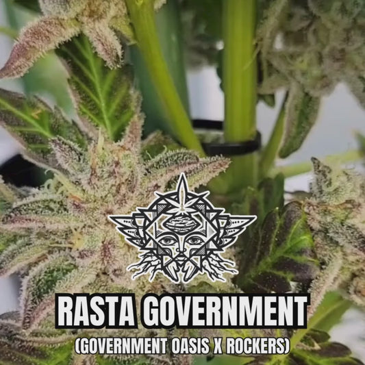 Rasta Government  - Higher Heights Mendocino - 10 Regular Seeds